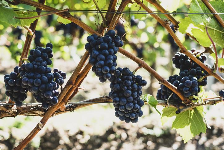 Red Wine Grapes | How is red wine made